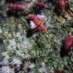 2 all pests pest control & termite treatment companies melbourne