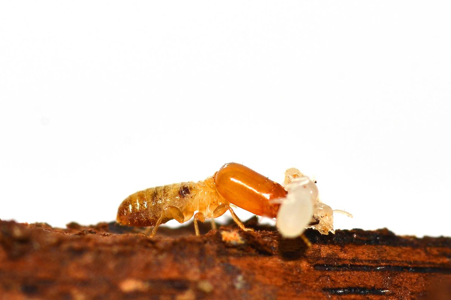 diy termite inspection 1