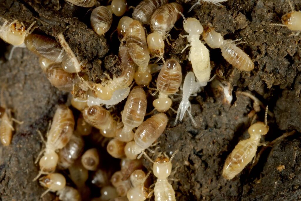 diy termite inspection