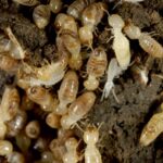 diy termite inspection