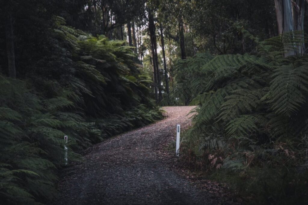 dirt road between green ferns · free stock photo