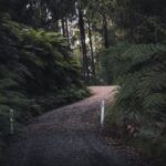 dirt road between green ferns · free stock photo 