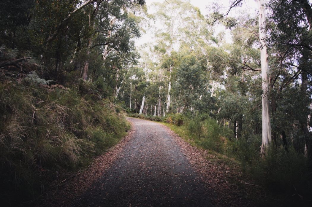 gray road between green trees · free stock photo 