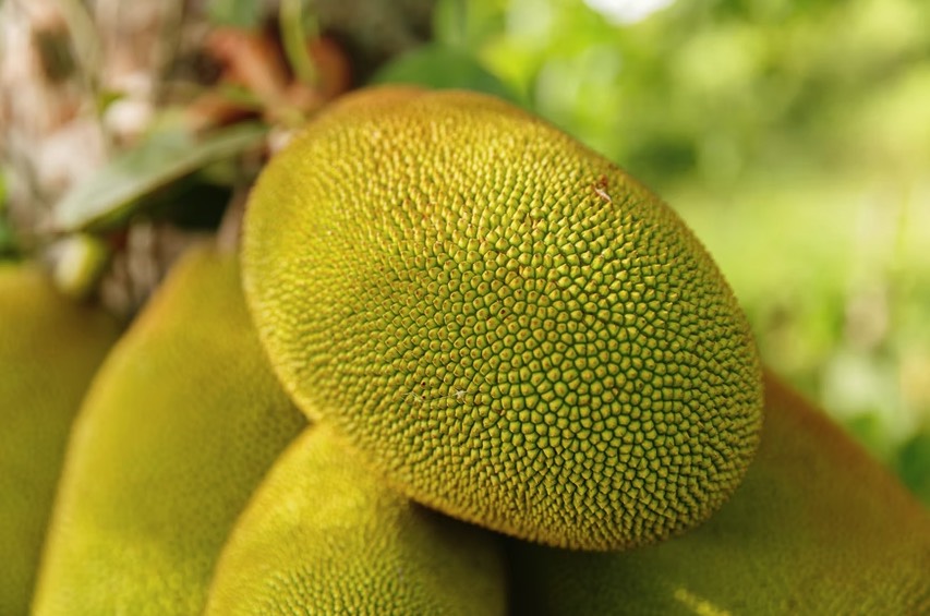 jackfruit melbourne